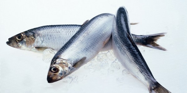 Сельдь свежемороженая 500+