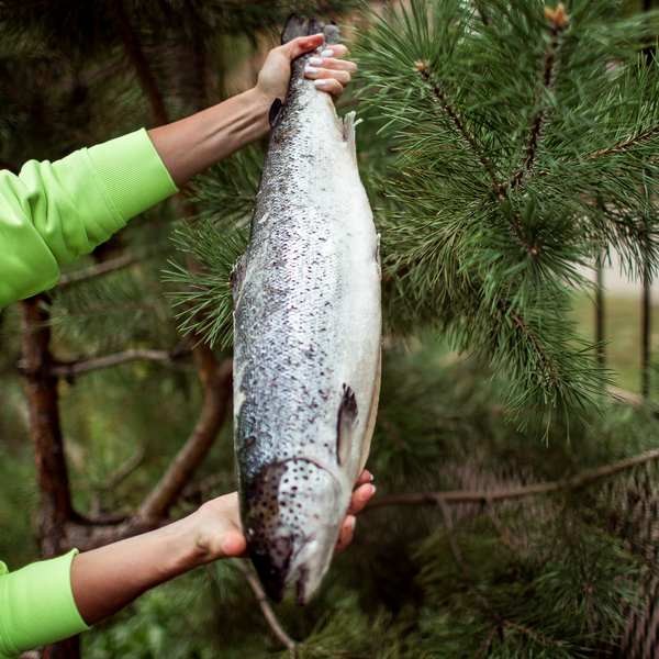 Семга атлантическая свежемороженая  1-2 кг