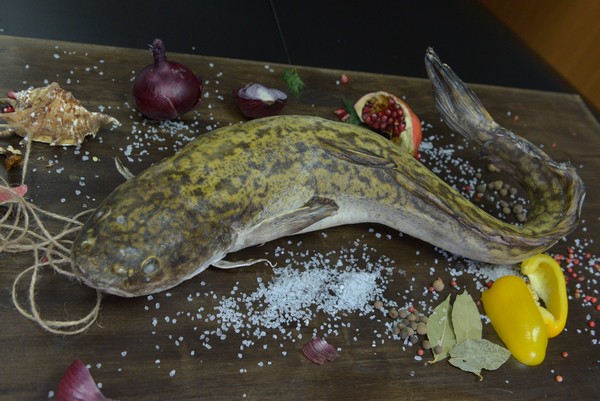 Сом свежемороженый